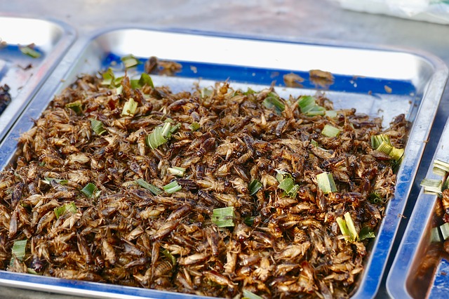 Will eating insects end world hunger?